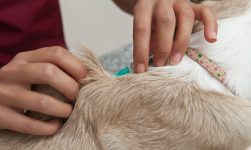 Veterinar la domiciliu