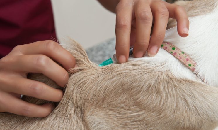 Veterinar la domiciliu