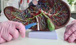 Pancreasul