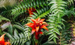 Florile exotice