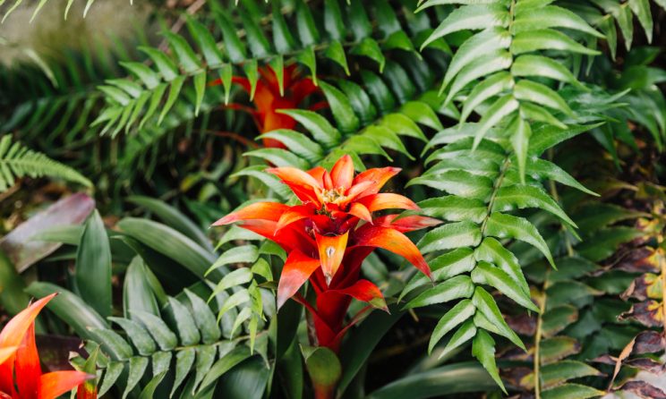 Florile exotice