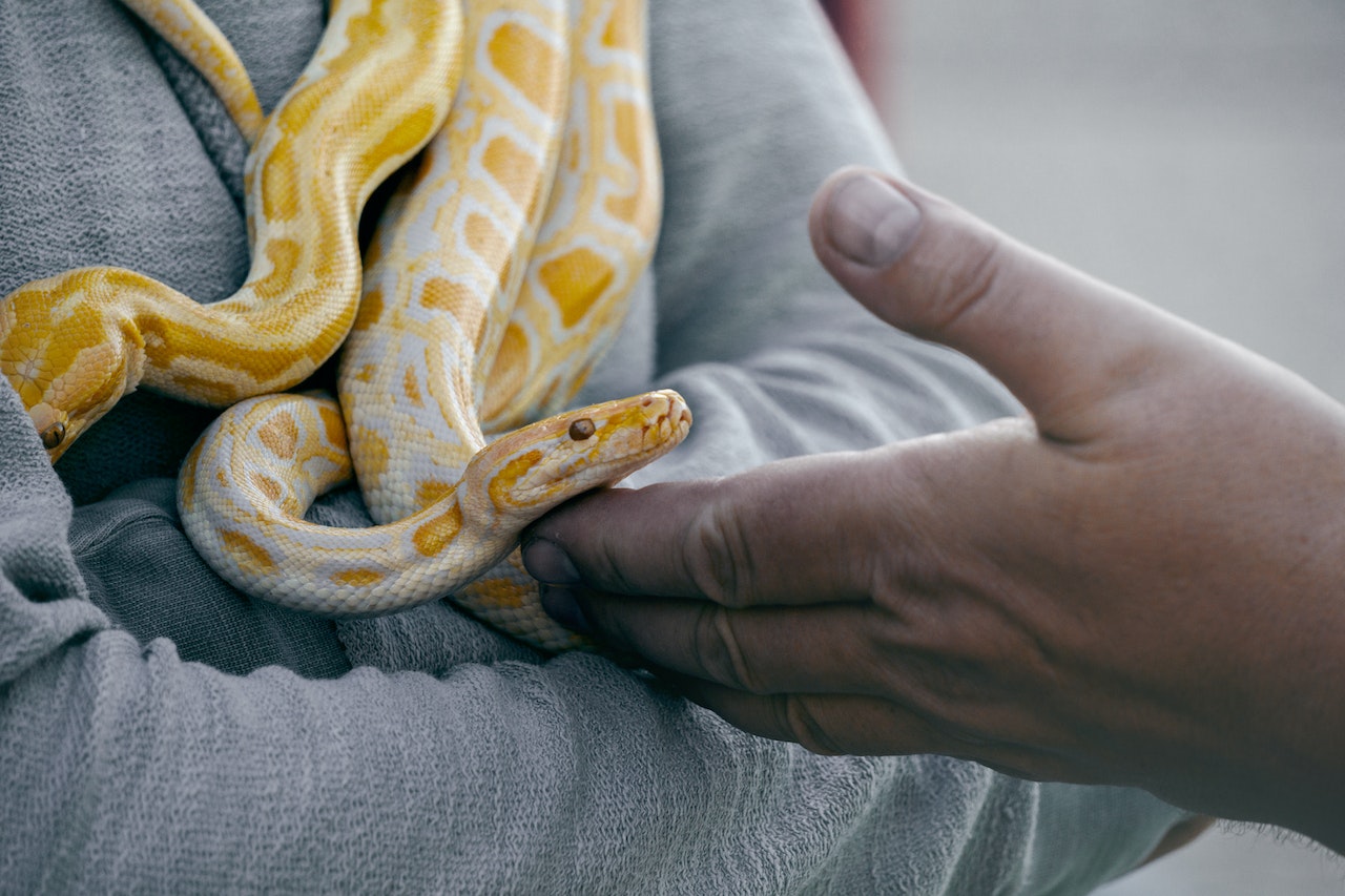 Cum se reproduc șerpii: modalități, ciclu și particularități