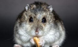 spațiu HoReCa fără rozătoare