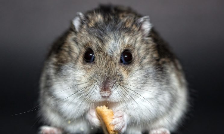 spațiu HoReCa fără rozătoare