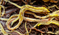 Dăunători invizibili